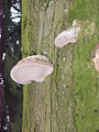 2010-02 Wittekindsweg Nonnenstein-Heidbrink 031.jpg