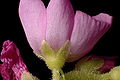 Drosera capensis flower back Darwiniana.jpg