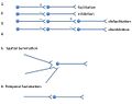 Interneuronalrelations.jpg