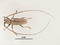 Acalolepta vastator male.jpg
