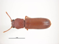 Acantholyctus cornifrons.png