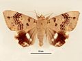 Achaea serva male dorsal.jpg