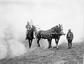 Animals during the First World War Q34105.jpg