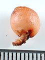 Drosera tubaestylis tuber Darwiniana.jpg