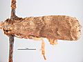 Acrobasys pyrivorella1.jpg