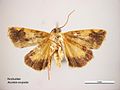 Acontia crocata ventral.jpg