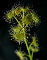 Drosera peltata 4 Darwiniana.jpg