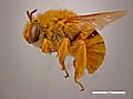 Amegilla (Asaropoda) bombiformis Lateral view - female.jpg