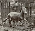 Syrian wild ass.jpg