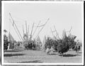 Fumigating equipment, workers and children in a citrus orchard, ca.1892-1910 (CHS-1376).jpg