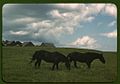 Work horses near Junction City, Kansas1a34280v.jpg