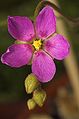 Drosera collinsiae inflorescence Darwiniana.jpg