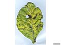 Alternaria brassicicola host symptoms6.jpg