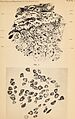 Archives of neurology and psychopathology. (1900) (14775799731).jpg
