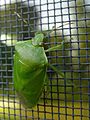 Acrosternum hilare 5175036.jpg