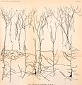 Archives of neurology and psychopathology. (1900) (14779047605).jpg