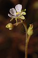 Drosera sessilifolia Darwiniana.jpg