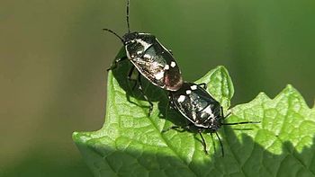 File:Eurydema oleracea in copula - 2012-05-08.ogv