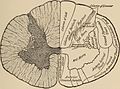 Nervous and mental diseases (1911) (14775087011).jpg