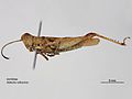 Ablectia rufescens m.jpg