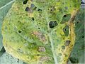 Alternaria brassicicola host symptoms.jpg