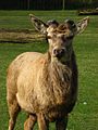 Antlers at the start of the season, cervus elaphus, deinze, belgium.jpg