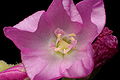 Drosera capensis flower 3 Darwiniana.jpg