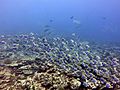 Mixed feeding shoal herbivorous fish.jpg