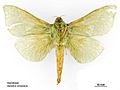 Aenetus virescens male ventral.jpg