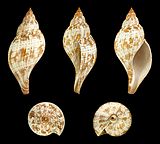 Fasciolaria tulipa 01.JPG