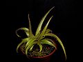 Drosera regia Darwiniana.jpg