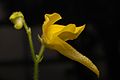 Genlisea aurea flower Darwiniana.jpg