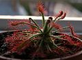 Drosera neocaledonica Darwiniana.jpg