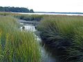 Salt Marsh Creek (4149560037).jpg