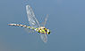 Thomas Bresson - Aeshna cyanea-1 (by).JPG
