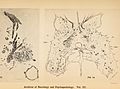 Archives of neurology and psychopathology. (1900) (14775847551).jpg