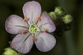 Drosera paradoxa flower Darwiniana.jpg
