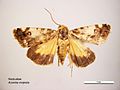 Acontia crocata dorsal.jpg