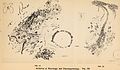 Archives of neurology and psychopathology. (1900) (14756003116).jpg