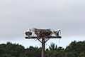 Osprey Nest on light tower (4149561149).jpg