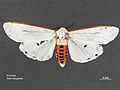 Aloa marginata dorsal.jpg