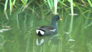 File:Common Moorhen (Gallinula chloropus).webm
