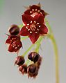 Drosera adelae flower.jpg