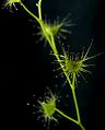 Drosera peltata 5 Darwiniana.jpg