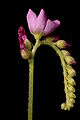 Drosera capensis inflorescence Darwiniana.jpg