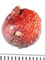Drosera whittakeri tuber Darwiniana.jpg