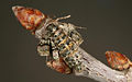 Agriopis marginaria fem.jpg