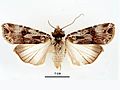 Agrotis munda female.jpg