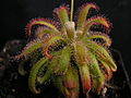 Drosera graomogolensis Darwiniana.jpg