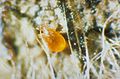 Raubmilbe Thyphlodromus pyri.jpg
